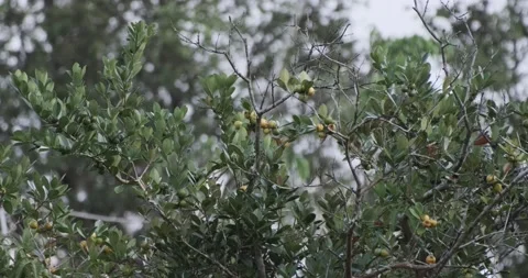 Invasive Guava Tree with Ripe Fruit Stock Footage 226850670