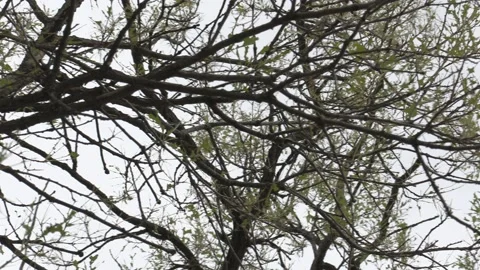 Invasive Gypsy moth caterpillar pest infestation destroys trees in city 스톡 동영상 156382853
