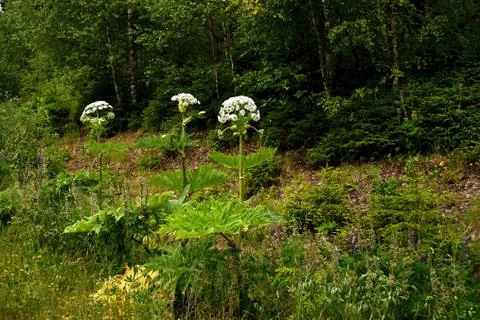 Invasive hogweed Stock Photos