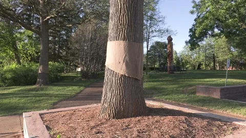 Invasive insect Gypsy moth caterpillar pest infestation destroys trees in city Stock Footage 156010420