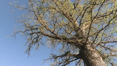 Invasive insect Gypsy moth caterpillar pest infestation destroys trees in city 動画素材 156011271