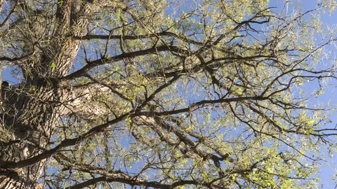 Invasive insect Gypsy moth caterpillar pest infestation destroys trees in city Vidéo 156011845