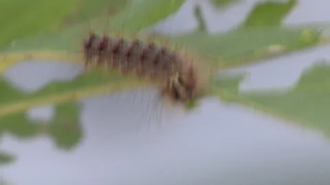 Invasive insect Gypsy moth caterpillar pest infestation destroys trees in city 库存影片 156011867