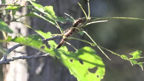 Invasive insect Gypsy moth caterpillar pest infestation destroys trees in city Stock-Footage 156012845