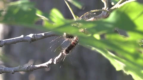Invasive insect Gypsy moth caterpillar pest infestation destroys trees in city Stock Footage 156012933