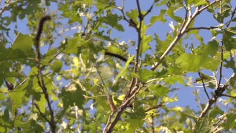 Invasive insect Gypsy moth caterpillar pest infestation destroys trees in city Видео 156013153