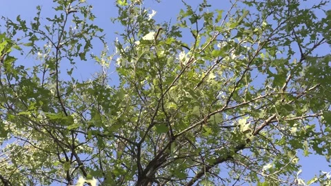 Invasive insect Gypsy moth caterpillar pest infestation destroys trees in city Stock-Footage 156013340