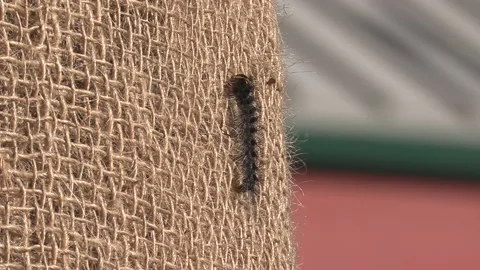 Invasive insect Gypsy moth caterpillar pest infestation destroys trees in city Видео 156014507