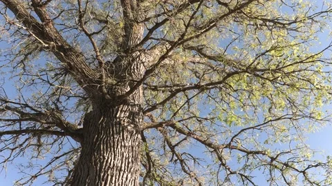 Invasive insect moth caterpillar pest infestation destroys trees in city 库存影片 156015374