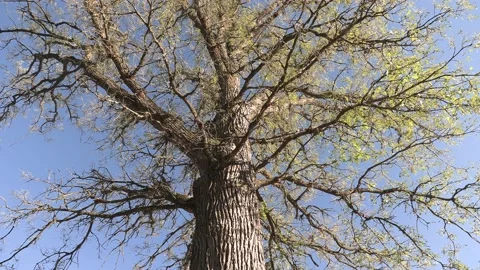Invasive insect moth caterpillar pest infestation destroys trees in city Video stock 156015765