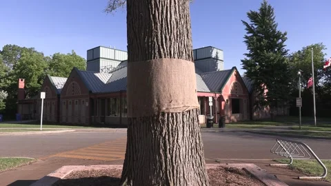 Invasive insect moth caterpillar pest infestation destroys trees in city Видео 156016106