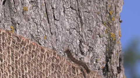 Invasive insect moth caterpillar pest infestation destroys trees in city 库存影片 156016432