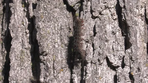 Invasive insect moth caterpillar pest infestation destroys trees in city 库存影片 156016688