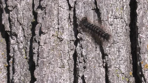 Invasive insect moth caterpillar pest infestation destroys trees in city Stock-Footage 156016767