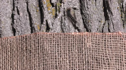 Invasive insect moth caterpillar pest infestation destroys trees in city Stock-Footage 156016932