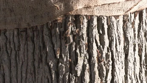 Invasive insect moth caterpillar pest infestation destroys trees in city Vidéo 156017660