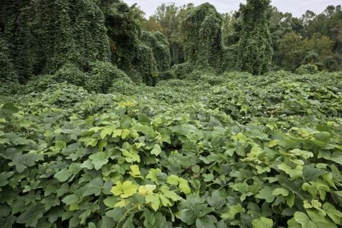 Invasive Kudzu Stock Photos