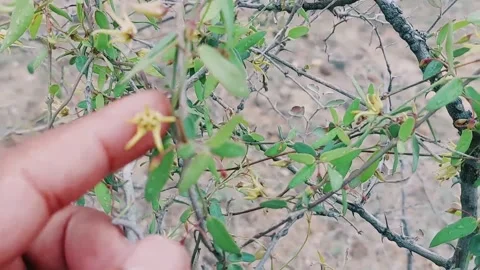 Invasive Parasitic Creeper Vine Strangling Host Plants In Nature Stock Footage 333494056