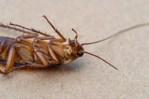 Invasive pest identification cockroach close-up indoor environment macro sc.. Stock Photos