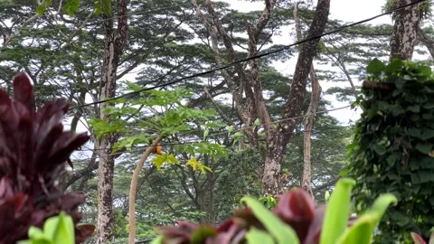 Invasive Rose Ringed Parakeets (RRP) Threaten Hawaiian Agriculture; Oahu, Stock Footage 279436345