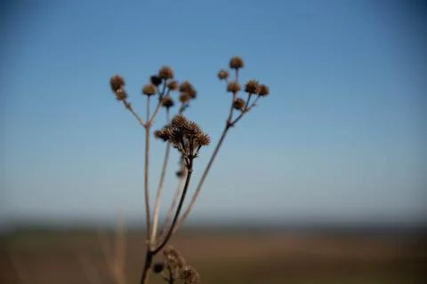 Invasive soybean plants-2 Stock Photos