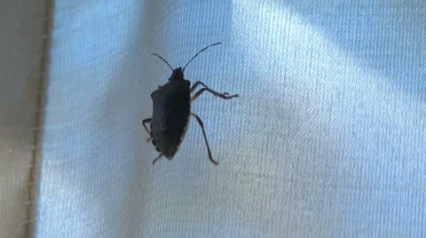 Invasive species stinkbug crawling on curtain Stock Footage 31677226