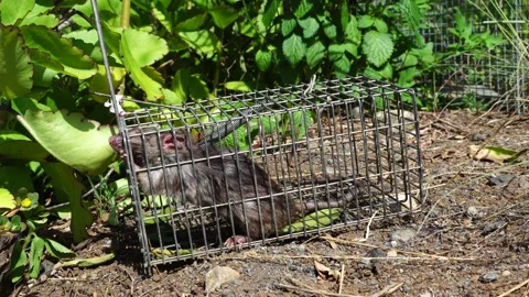 Invasive Species Trapped: The Case of the Black Rat in Ogasawara Stock Footage 332767947