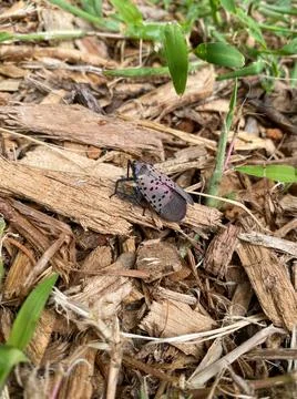 Invasive spotted lanternfly identification 库存照片