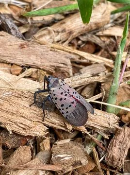 Invasive spotted lanternfly identification 库存照片