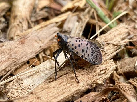 Invasive spotted lanternfly identification Stock Photos