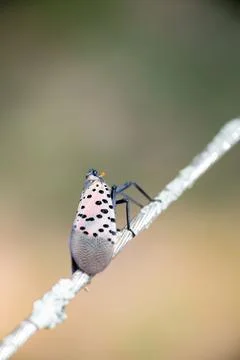 An invasive Spotted Lanternfly perched on a wire Stock Photos
