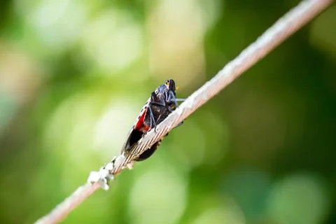 An invasive Spotted Lanternfly perched on a wire Stock Photos