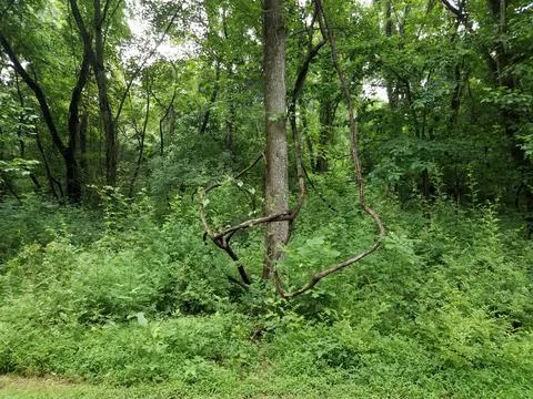 Invasive vines wrapped around tree in forest or woods Stock Photos