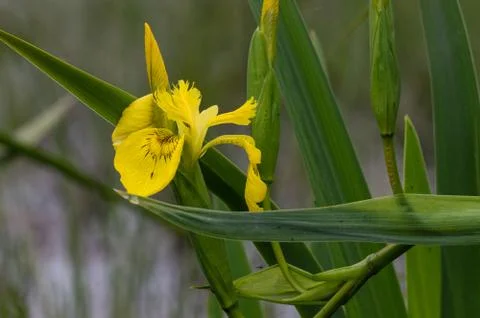 Invasive Yellow flag-iris (Iris pseudacorus) in a marsh. Stock Photos