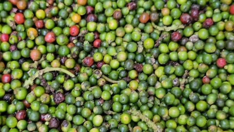 The invention discloses a method for processing green peppers Stock Footage 265866510