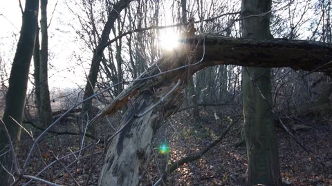 Inventory of a dead tree Stock Footage 121468106