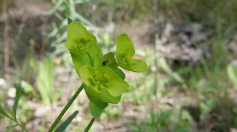 Invertebrated on a flower 库存影片 715436