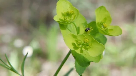 Invertebrated 库存影片 715455