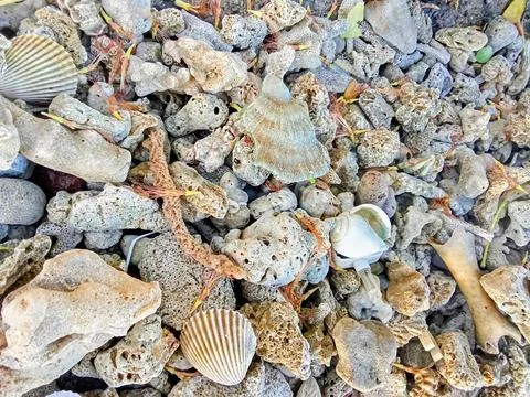 Invertebrates, beach. Foto stock