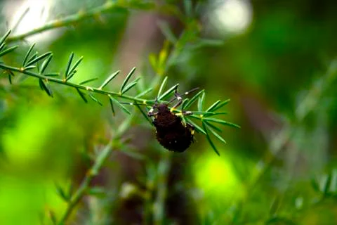 Inverted bug Stock Photos