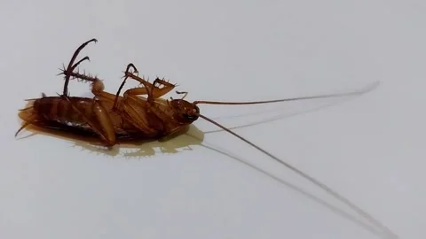 Inverted Cockroach: A Fascinating Study of Insect Movement Stock Footage 239921569