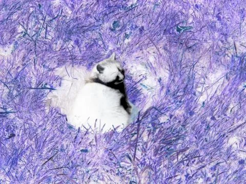 Inverted colors - Black and white cat sitting on grass and enjoying warm Stock Photos