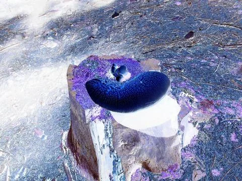 Inverted colors - Distant view on old rotten stump of a spruce tree with pale Stock Photos