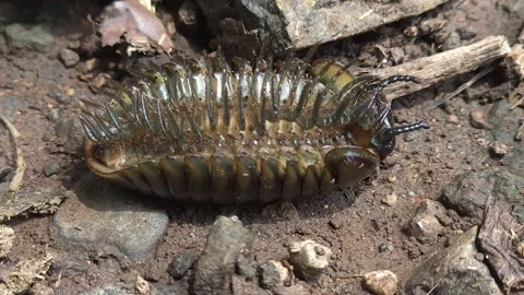 Inverted Flat-Backed Millipede Leg Rhythms: A brown Polydesmidan arthropod lies  Stock Footage 346279961