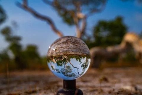 Inverted Forest Reflection in Glass Sphere Stock Photos