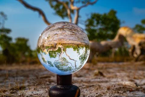 Inverted Forest Reflection in Glass Sphere Stock Photos