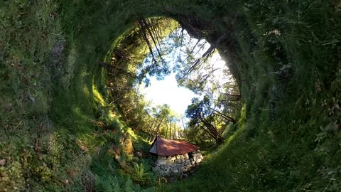Inverted forest view. Magical and Mystical Stockbeeldmateriaal 95557194