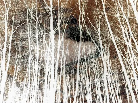 Inverted image - Bare trees covering dark cloud hiding sun in winter Stock Photos