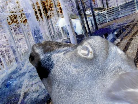 Inverted image - Close view on head of curious female moufflon with beautiful Stock Photos