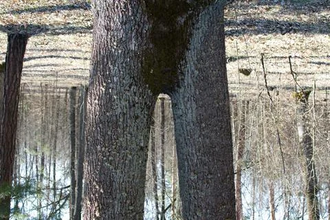 Inverted image of double tree trunk Stock Photos